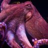 Фото профиля TentacleRight №2