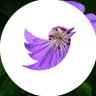 سعید سلیمان's profile picture