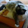 občanka's profile picture