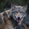 Profilbild von A Lone Wolf in an insane world