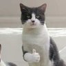 Nemein profil fotoğrafı