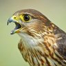 Merlin Falcon profil fotoğrafı