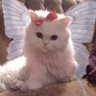 loulou♡'s profile picture