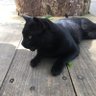 黒猫🌻's profile picture