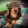 Фото профиля DoxieLover777