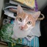None ๐ง๐ท๐ต๐นโ's profile picture