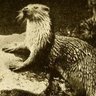 Profilbild von The Contentious Otter