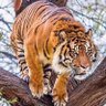 jose lameira profil fotoğrafı