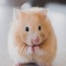 ごはんの情報収集webフロントエンドエンジニア profil fotoğrafı