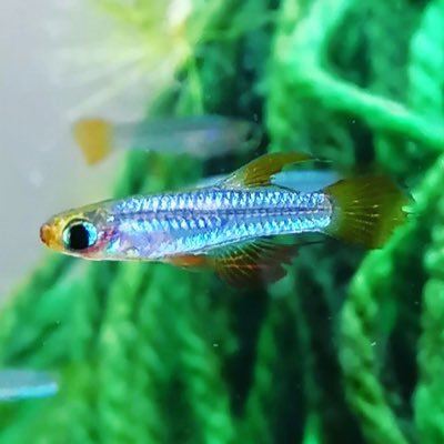 タム【ARK】's profile picture