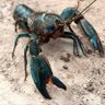 Фото профиля MR. YABBY