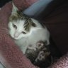 Фото профиля 猫は何でも知っている