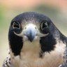 Profilbild von あむにゃん55@ホークスV奪還祈願&ヤクルト応援🙏🦅🔥🐧⛱✨