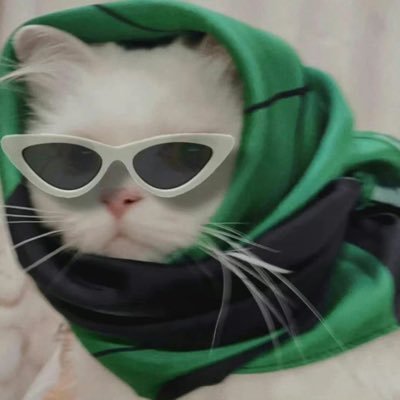 shendudn's profile picture