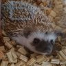 Profilbild von nico