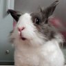 ゴエモン🐾's profile picture