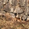 ミカレオン profil fotoğrafı
