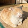 Фото профиля ぺいぺい