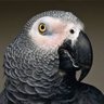Moreno José 🇧🇷🌻BRASIL ACIMA DE TUDO 🌻🇧🇷 profil fotoğrafı