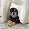 まりりんとマロ🐶。 的头像