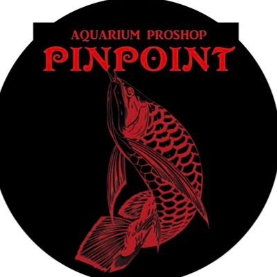 pinpointarowana's profile picture