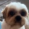 Profilbild von Marcelo Gondim