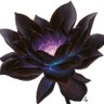 Black Lotus Eater 的头像