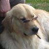 Profilbild von Whitewolf