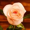 Zaoui Mohamed's profile picture