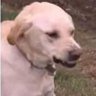 nope's profile picture