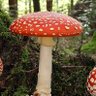 Фото профиля Amanitka