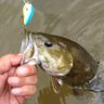 @ The Real Fish Ohio's profile picture