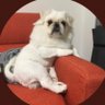 Profilbild von もこぽん 🀆🀅🀄