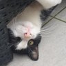 Japieeh's profile picture