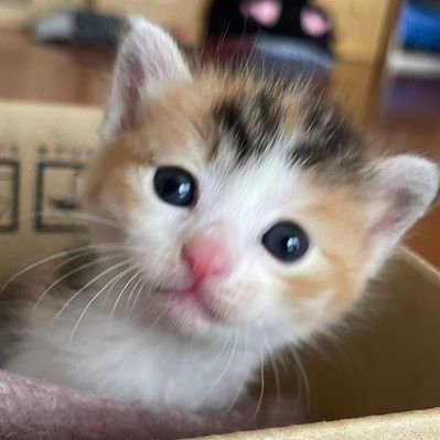 らら暮らし's profile picture