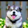 派大星's profile picture