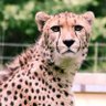 Trivijalni gepard 🇲🇪 的头像