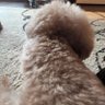 momo profil fotoğrafı
