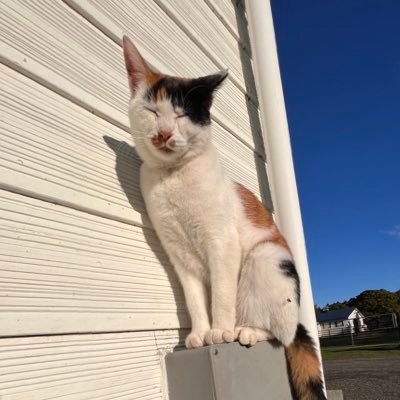 arrowstud_staff's profile picture