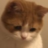 Profilbild von LelakiTangguh