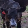 MoFarmer63's profile picture