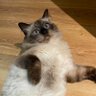 Profilbild von Snort Cats