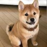 A user profil fotoğrafı