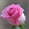 Фото профиля Reyam Mallick