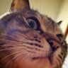 Profilbild von 壱。/Heidi Ironhead