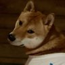 Redskin_Flippy profil fotoğrafı