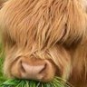Fridrih Kalashevich's profile picture