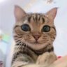 🐈💎ᏨᎯᎢᎯᎦᎢᎡᎤᏢᏲᎥ💎🐈's profile picture
