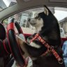 🧔勝丸🐶黒柴ナナ👍 profil fotoğrafı