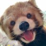さくらのつぼみ's profile picture